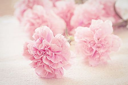closeup photography of pink carnation flower