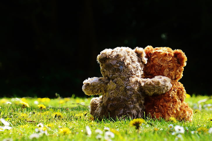 two brown and grey bear plush toys on green grass