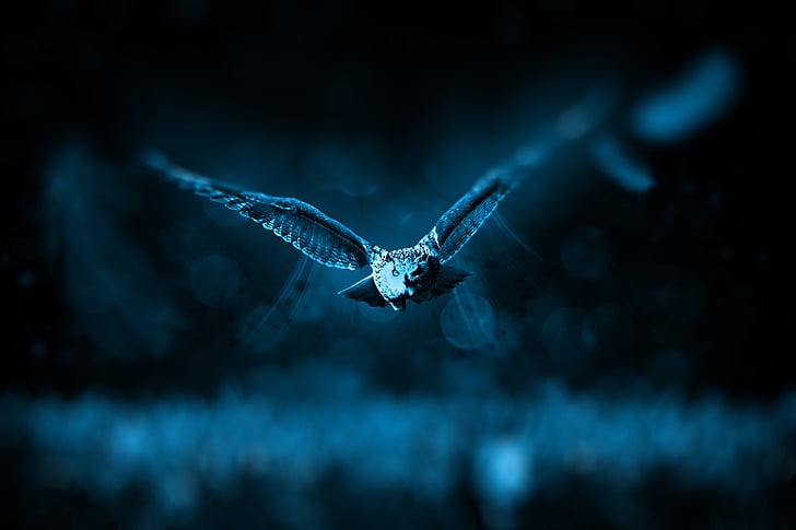 tilt shift photo of flying owl during nighttime