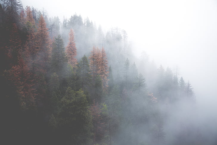 landscape photography of green pine trees with fog