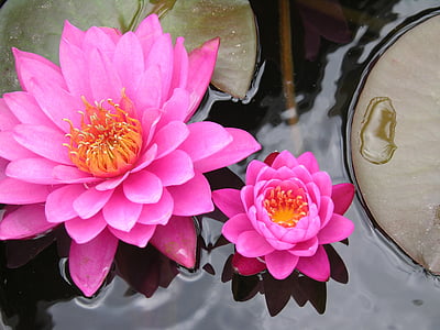 pink waterlily flowers in bloom at daytime