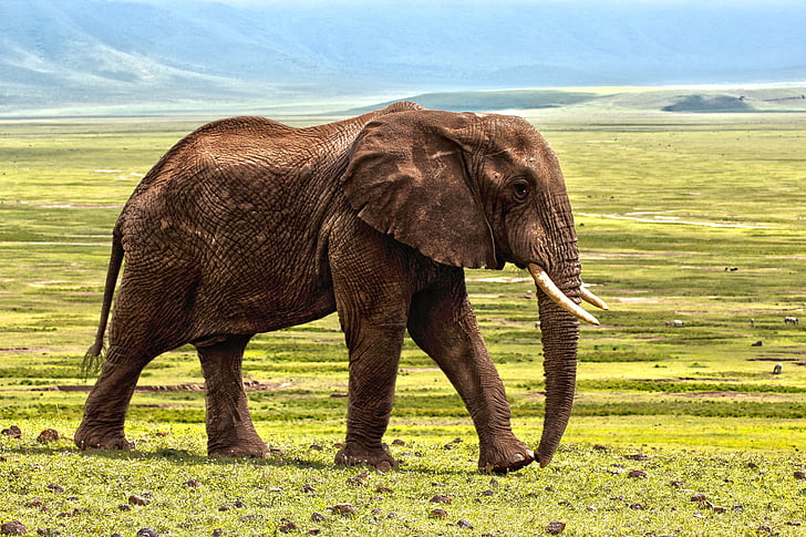 photo of brown elephant on grass field during daylight