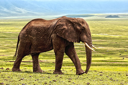 photo of brown elephant on grass field during daylight