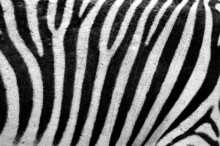 white and black zebra pattern textile