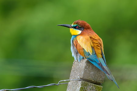 focus photography of European bee eater perched on gray concrete post
