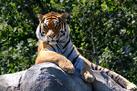 brown, white, and black tiger on grey rock during daytime
