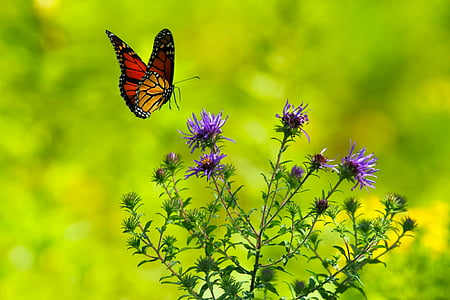 closeup photography of viceroy butterfly flying above purple petaled flower