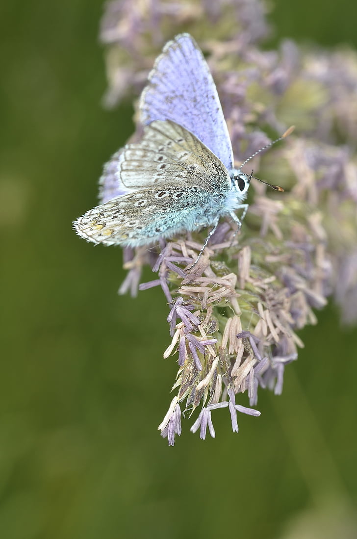 common blue butterfly perching on purple flower during daytime in close-up photography