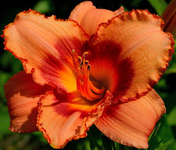 selective focus of orange hibiscus flower