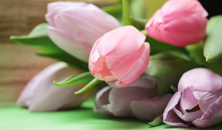 close-up photo of tulip flowers