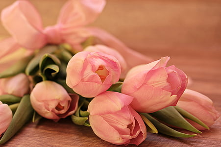 pink tulip on surface