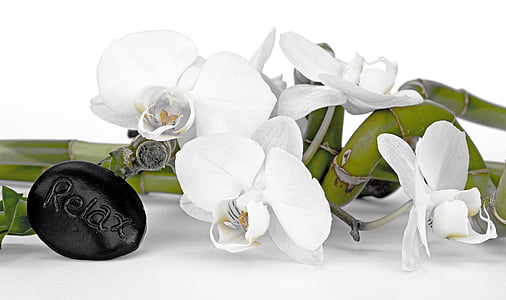 shallow focus of white orchid on white table