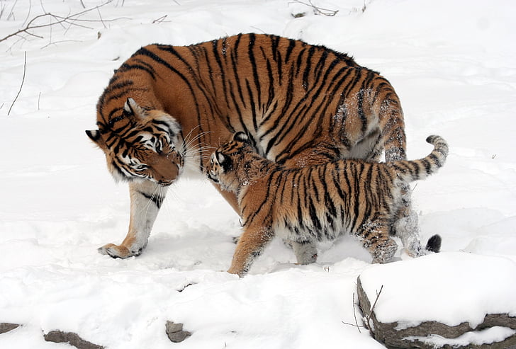 tiger and cab standing on snow covered ground during daytime