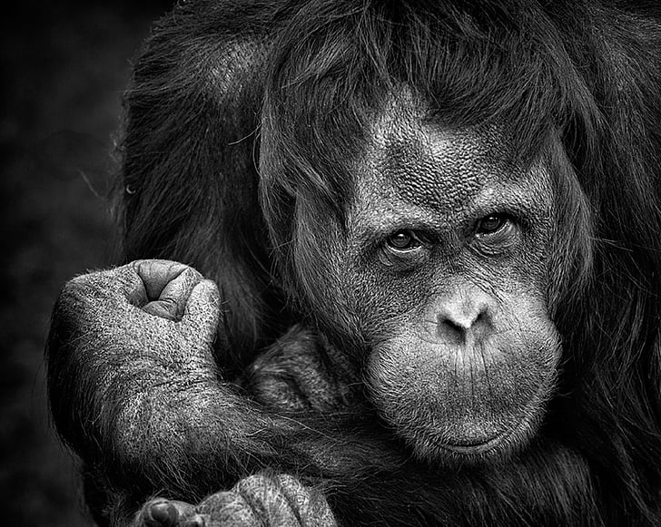 grayscale photo of ape