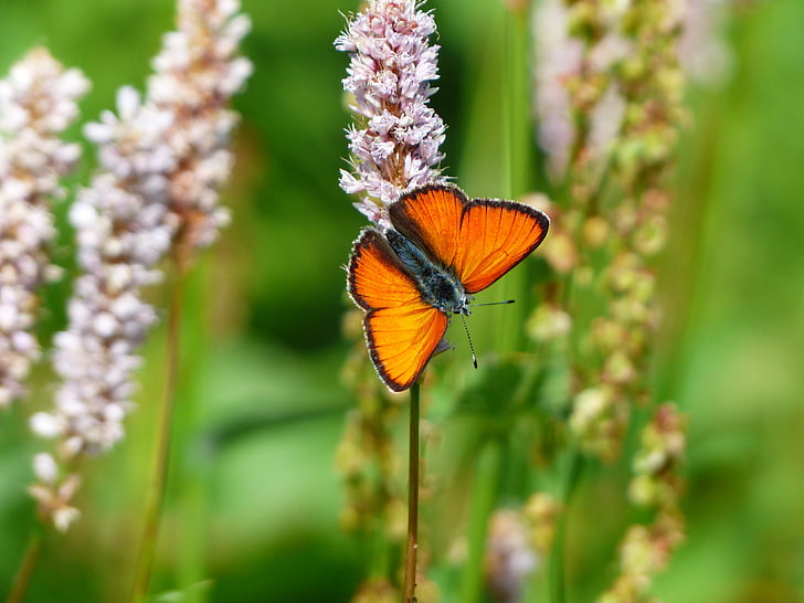 selective focus photo of orange butterfly on pink petaled flower