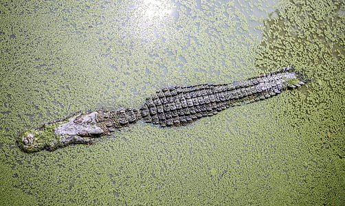alligator in body of water filled with green moss