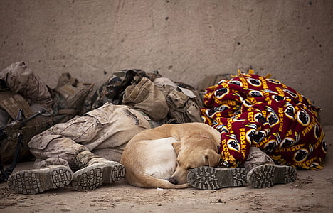 three army sleeping with adult yellow dog