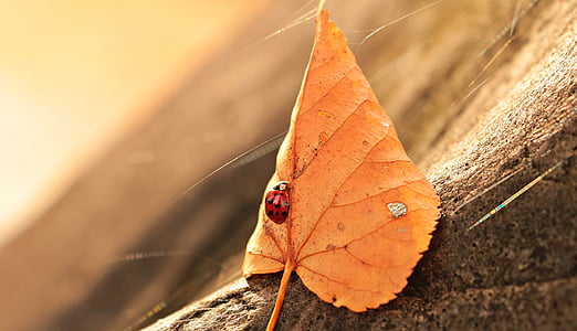 shallow depth of field photo of ladybug perch on dried leaf
