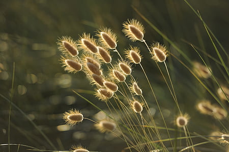 focus photography of brown grass