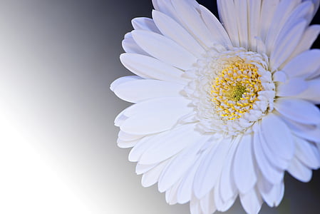 macro photography of white flower