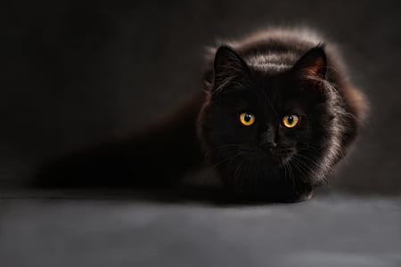 short-fur black cat in closeup photography