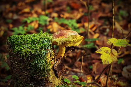 brown and yellow mushroom in closeup photography