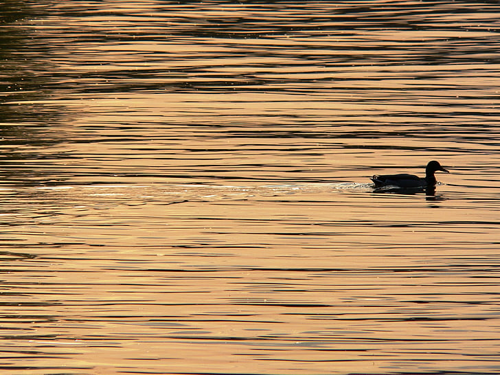 black duck on water silhouette