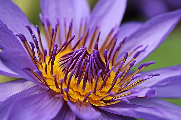 purple and yellow waterlily closeup photo