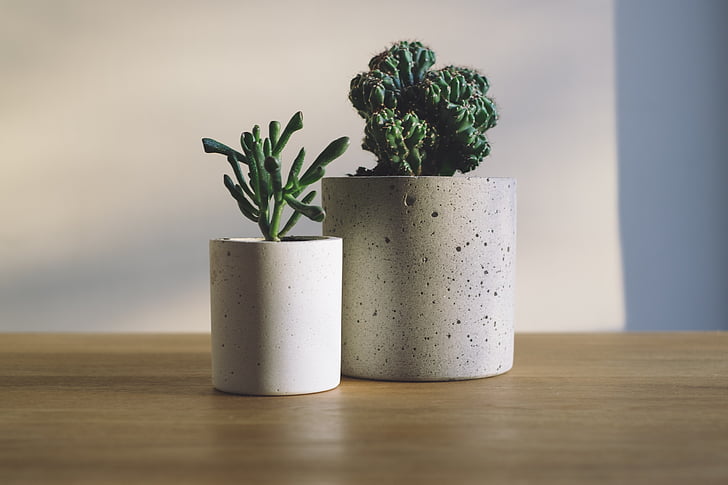two green plants with pot