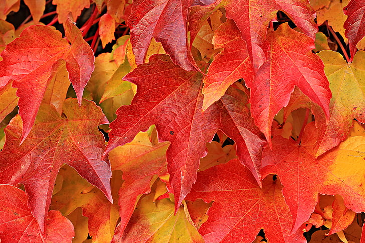 red and orange maple leaves