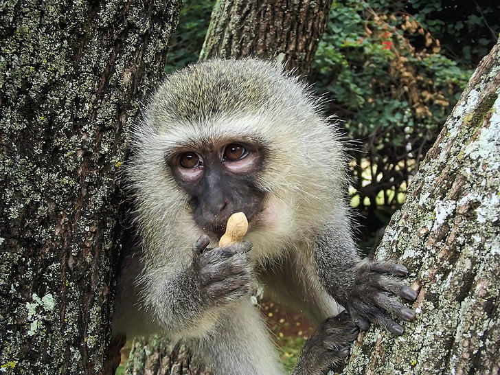 primate eating peanut