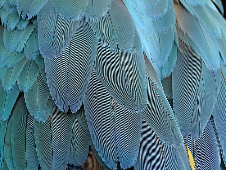 close up photo of feather