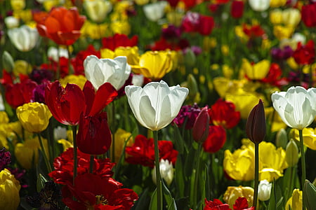 white, yellow, and red tulip flower field at daytime