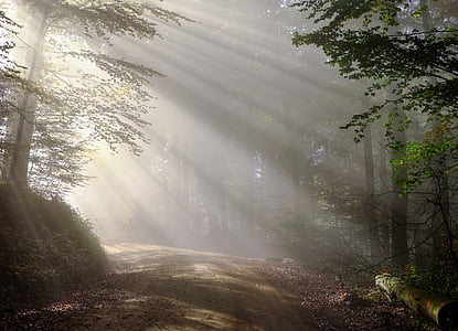 forest pathway with sunlight photography