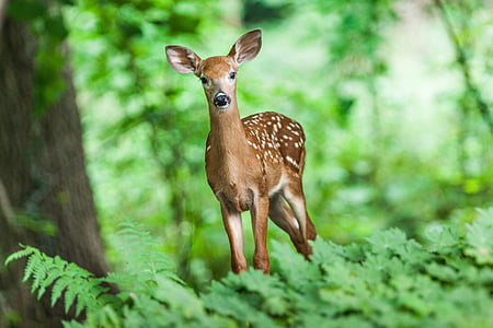 brown deer near green leaf plants in selective-focus photography