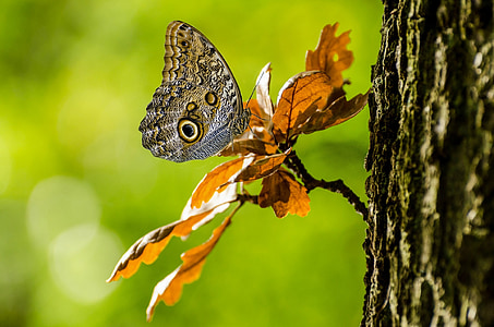 brown butterfly on tree branch in shallow focus photography